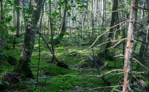 8_varnikiu-botaninio-zoologinio-draustinio-pazintinis-takas-5d611c3a58169_VSTT_L (3).jpg